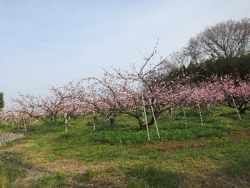 桃の花