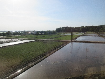 田植え