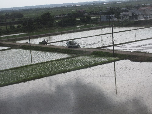 田植え