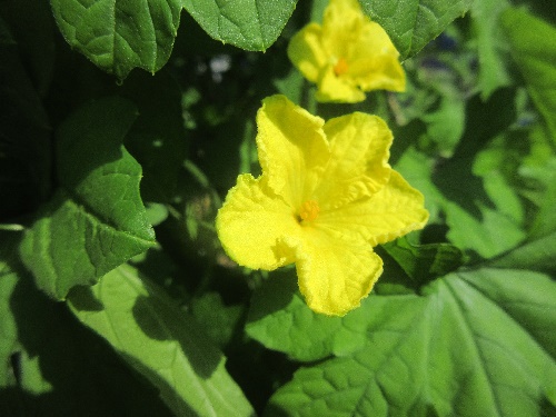 ニガウリの花