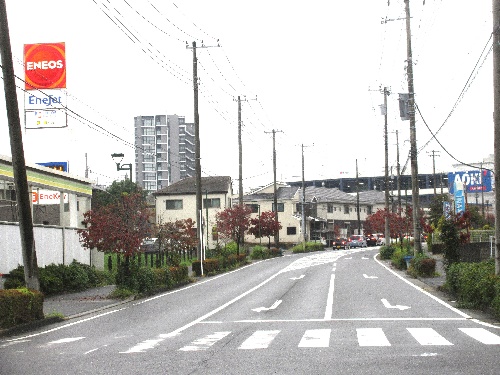 紅葉に向かう街路樹