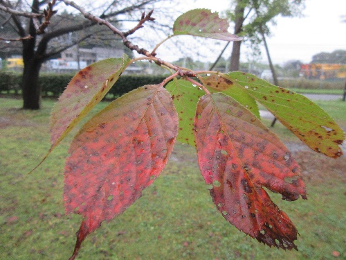 桜の紅葉