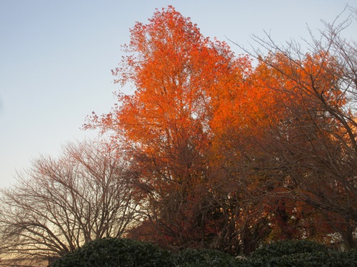 夕日と紅葉