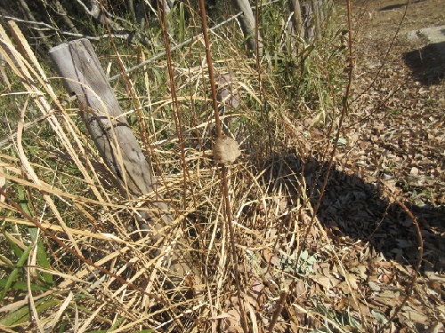カマキリの卵