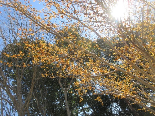 カマキリの巣