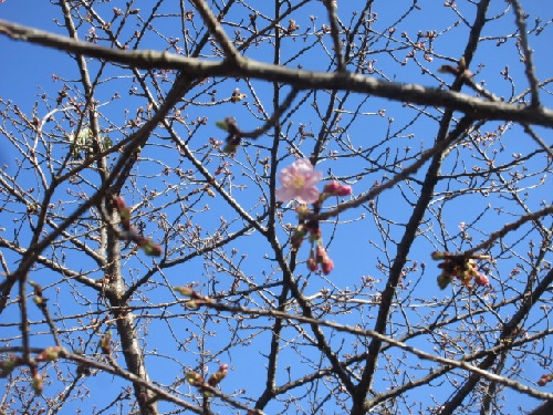 椿