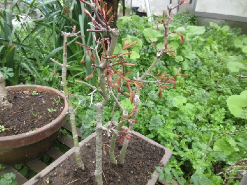 芽吹き