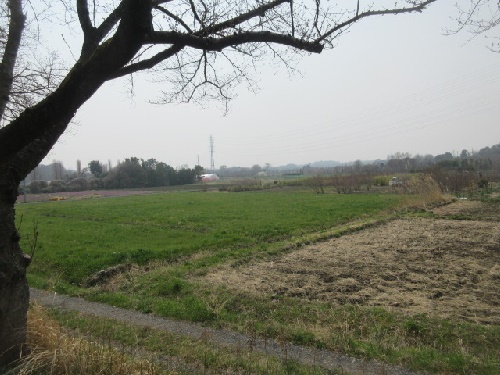 見沼田んぼ