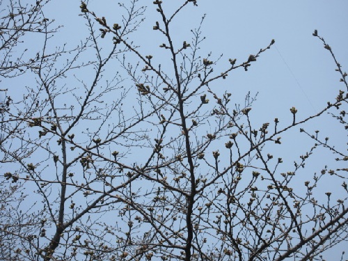 桜回廊の桜