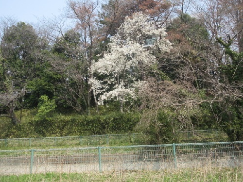 コブシ