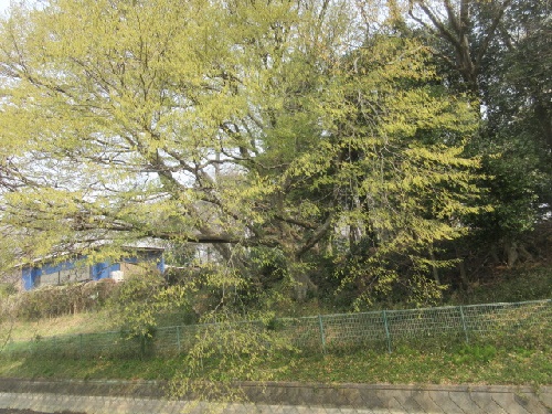 イヌシデ