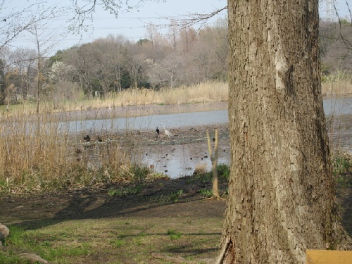 沼の野鳥