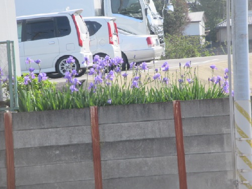 カキツバタ