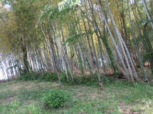 竹林