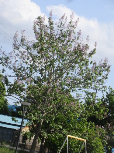 桐の花