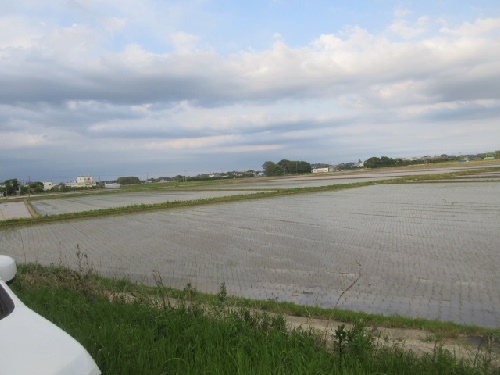 田植え