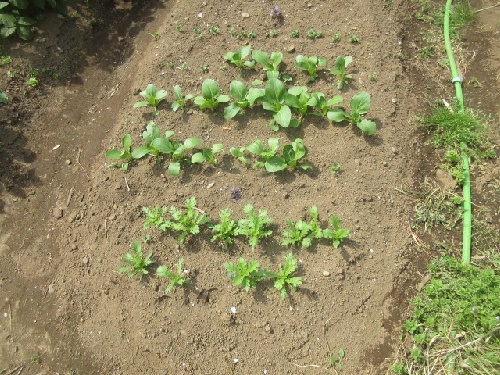 菜類の定植