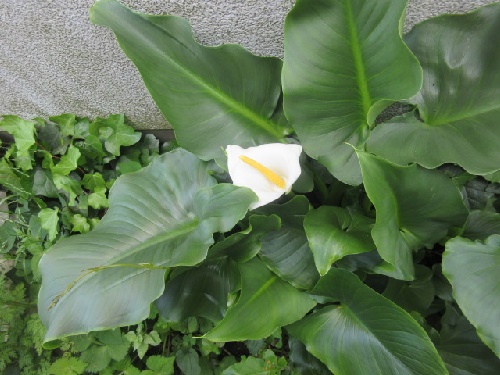 カラー
