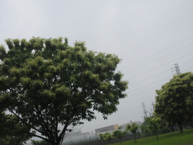 クリ