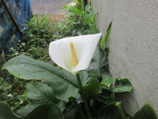 カラー