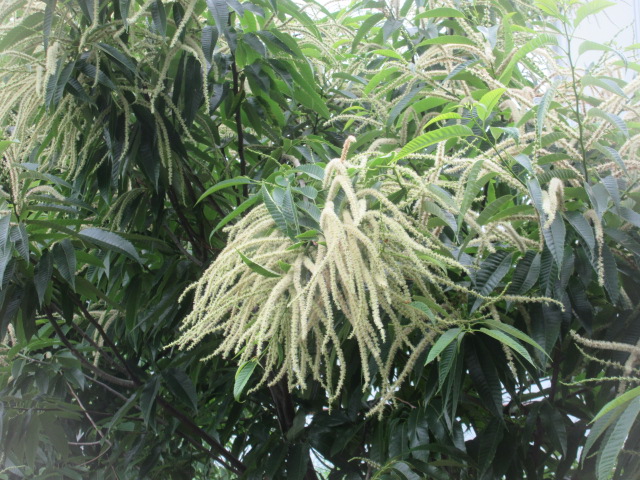 クリ