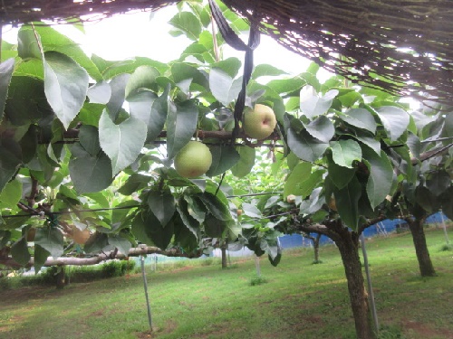 梨園