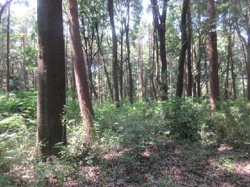 林間緑陰