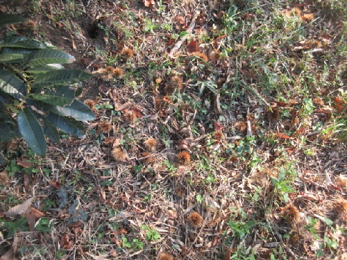 山栗