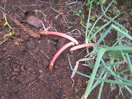 キツネノタイマツ