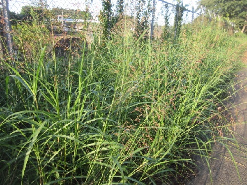 セイバンモロコシ