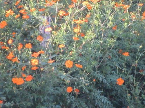 キバナコスモス