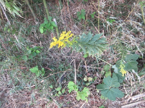 セイダカアワダチソウ