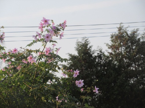 コウテイダリヤ