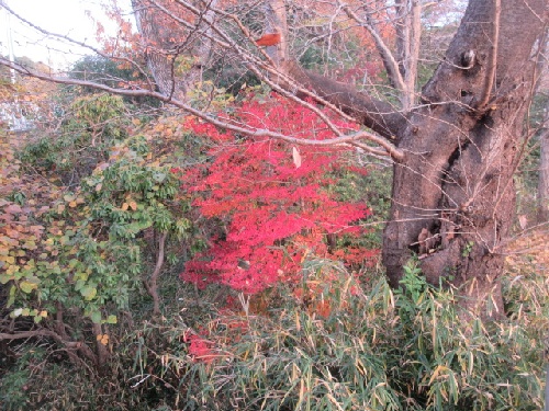 ドウダンツツジ