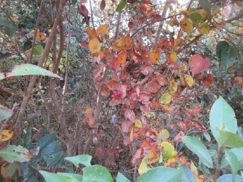 サルトリイバラ