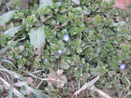 オオイヌノフグリ