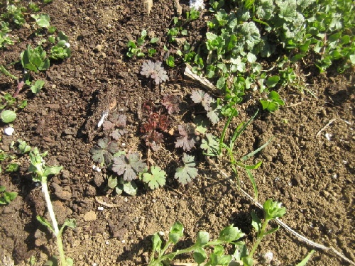 アメリカフウロ