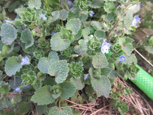 オオイヌノフグリ