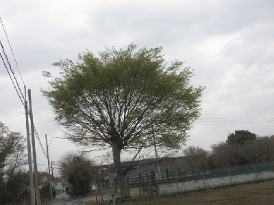 ケヤキ若芽