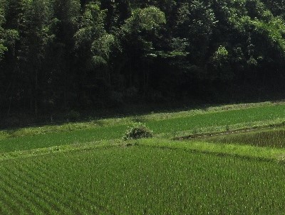 谷津田