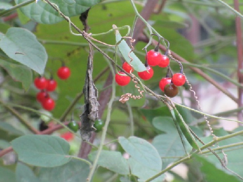 ヒヨドリジョウゴ