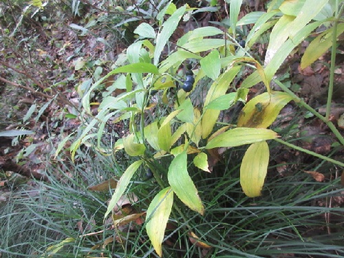 ホウチャクソウ