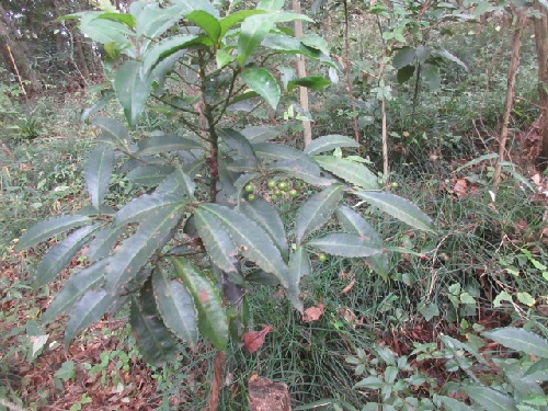 マンリョウイヌタデ