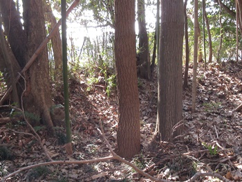 曲輪を取り巻く土塁