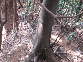 土砂採取から残された部分