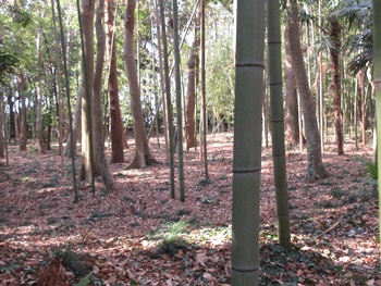 入り口右側の広場