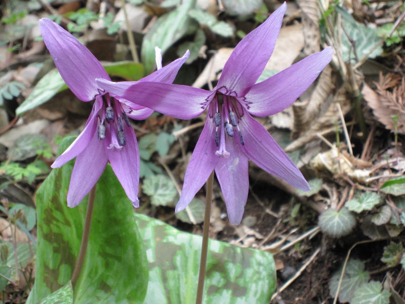 �t��̃J�^�N��