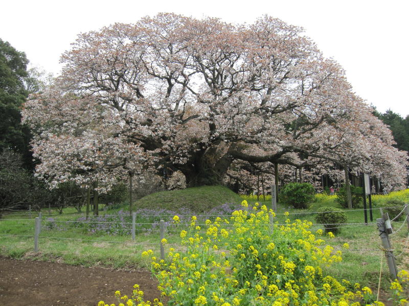 �g���̎R��