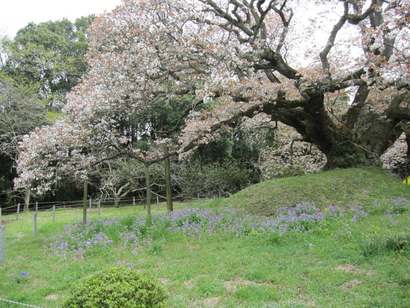 �q���E�c�L