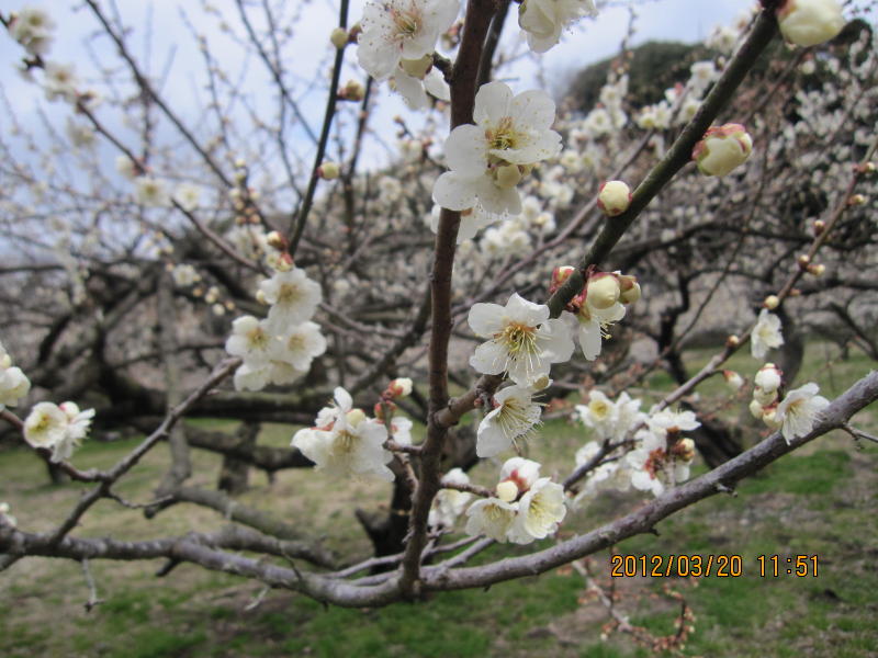 ��c�r�̔~��